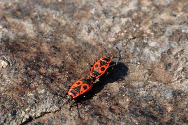 Ateş böcekleri (Pyrrhocoris apterus). Pyrrhocoridae familyasının yaygın böceği.