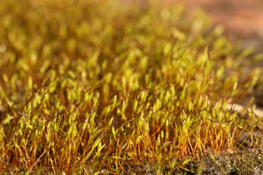 Pohlia 'lı Makro fındık yosunu ve kırmızı saplı yeşil spor kapsülleri