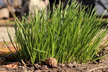 Dekoratif soğan filizleri. Latin Bitki Adı Allium.