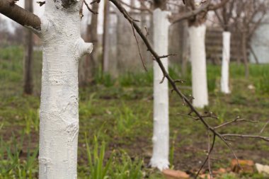 Ağacı haşerelerden korumak için beyaz boyayla kaplamak, baharda bahçe işleri, beyazlatılmış ağaçlar. Ağaç bakımı, ağaç kabuğu mevsiminde beyazlatıcı.