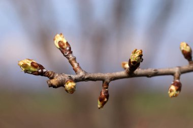 Çiçek açan tomurcukları olan bir armut dalı.