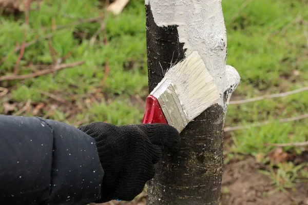 Farmář Zakrývá Strom Bílou Barvou Která Chrání Před Škůdci Jarní — Stock fotografie