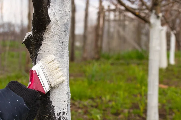 Farmář Zakrývá Strom Bílou Barvou Která Chrání Před Škůdci Jarní — Stock fotografie