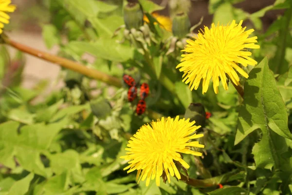 Karahindiba Çiçeklerinin Macro Fotoğrafı Kabarık Sarı Tomurcuklu Karahindiba Çiçeği Sarı — Stok fotoğraf