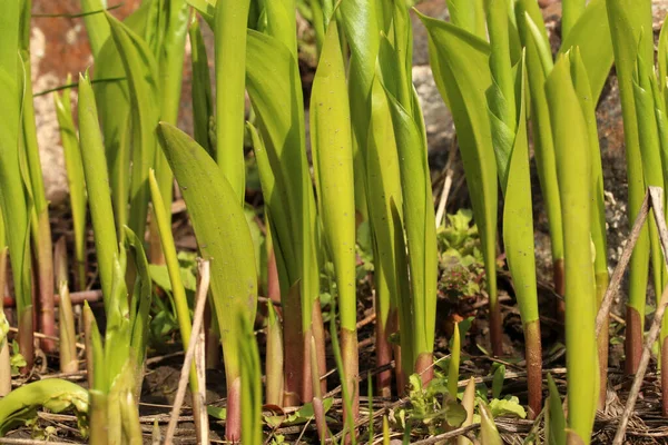 Junge Triebe Von Maiglöckchen Blumenbeet — Stockfoto