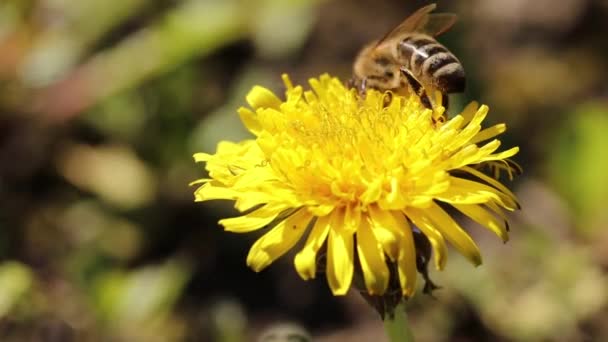 Бджола Збирає Нектар Квітки Кульбаби — стокове відео