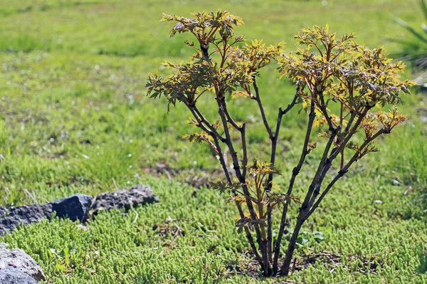 Baumartige Pfingstrose Auf Dem Hintergrund Eines Grünen Rasens Landschaftsgestaltung — Stockfoto