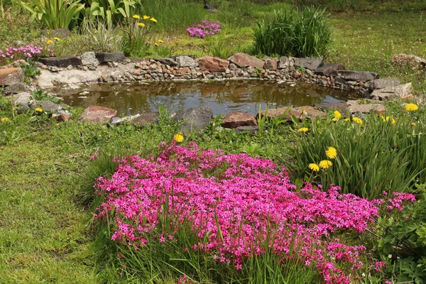 Pink Phlox Grow Artificial Pond Landscaping — Stock Photo, Image