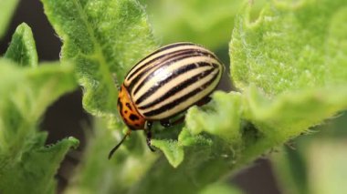Colorado böceği patates yaprağı yiyor. Parazitler tarladaki bir mahsulü yok ediyor..