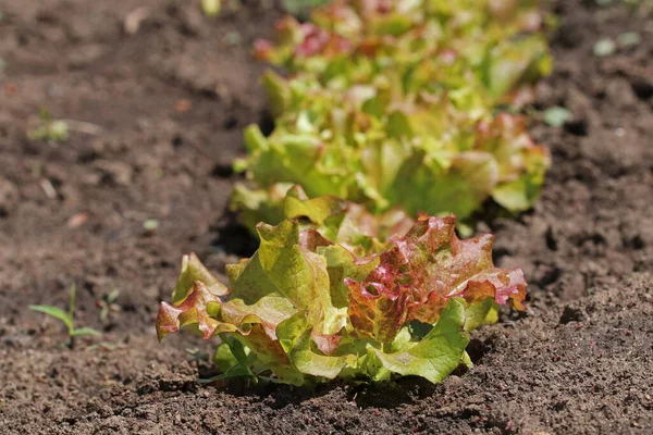 Red Lettuce leaves in the vegetable field, close up. Lettuce plants grow in the farm.