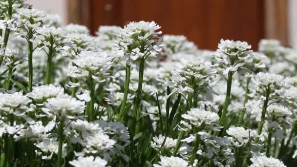 Λευκό Λουλούδι Iberis Candytuft Iberis Amara Iberis Sempervirens Πολλά Λουλούδια — Αρχείο Βίντεο
