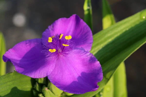 Beautiful Blue Flowers Spiderwort Plant Tradescantia Ohiensis Full Bloom Revealing — Stock Photo, Image