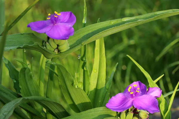 Beautiful Blue Flowers Spiderwort Plant Tradescantia Ohiensis Full Bloom Revealing — Stock Photo, Image