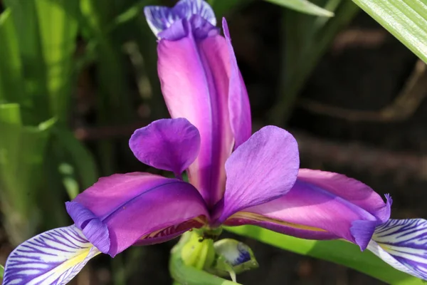 Iris Graminea Blurred Background Blue Violet Flowers Almost Hidden Narrow — Stock Photo, Image