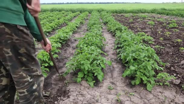 Homme Avec Une Houe Enlève Les Mauvaises Herbes Dans Les — Video