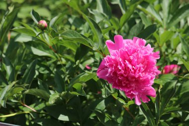 Bulanık arka planda pembe şakayık çiçekleri. Seçici odak.
