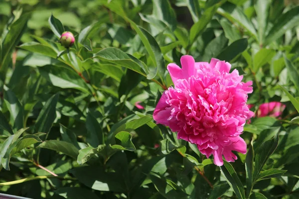 Bulanık arka planda pembe şakayık çiçekleri. Seçici odak.