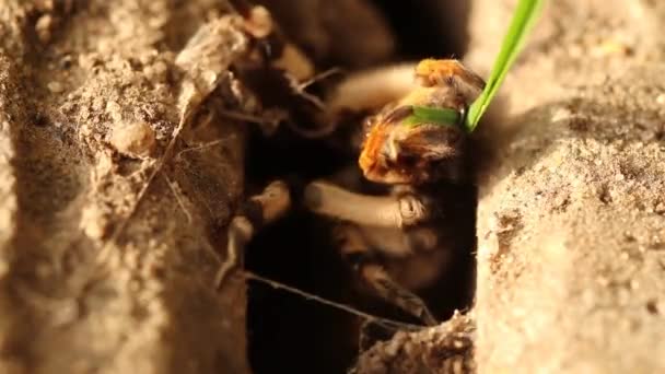 Wolf Αράχνη Tarantula Lycosa Singoriensis Στην Κατοικία Του — Αρχείο Βίντεο