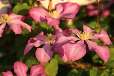 Bulanık arkaplanda çiçek açan mavi-mor çiçekler.