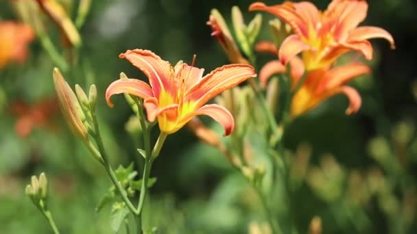 Daylily Orange Flowers Sway Wind — Stock Video