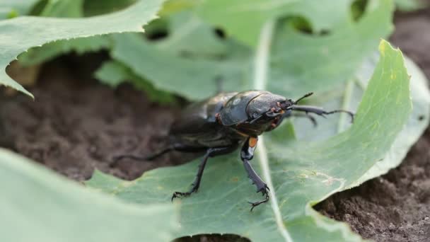 Escarabajo Hembra Lethrus Apterus Insectos Nocivos Plagas Agrícolas — Vídeos de Stock