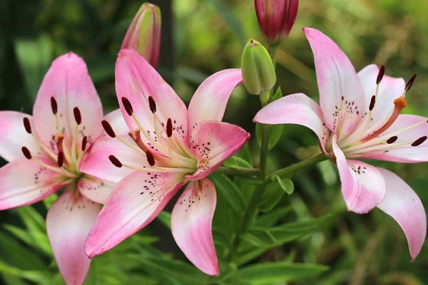 White Pink Lily Blurred Background Lilium — Stock Photo, Image