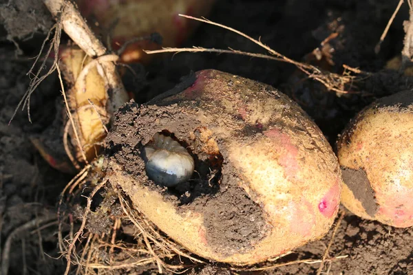 Larva May Beetle Eats Potato Common Cockchafer May Bug Potato — Stock Photo, Image