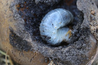 Mayıs böceği larvaları patates yer. Yaygın Cockchafer ya da May Bug patatesin içinde. Melolontha.