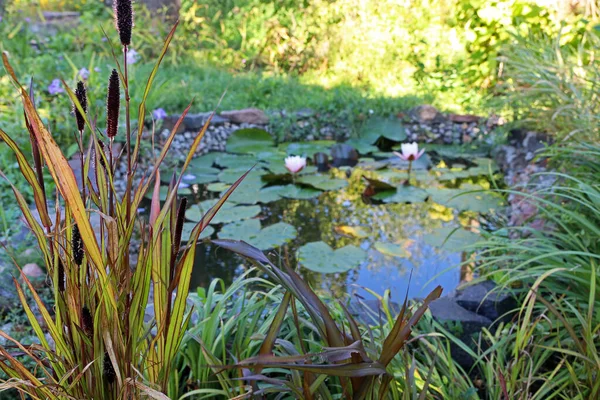 Beautiful Plant Panicum Pennisetum Small Garden Pond Landscaping Blurred Background — Stock Photo, Image