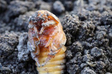 Yavru böcek larvası. Larvalarda oluşmuş bacaklar.