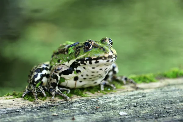 Bulanık Bir Zemin Üzerinde Yeşil Avrupa Veya Kurbağa Seçici Odak — Stok fotoğraf