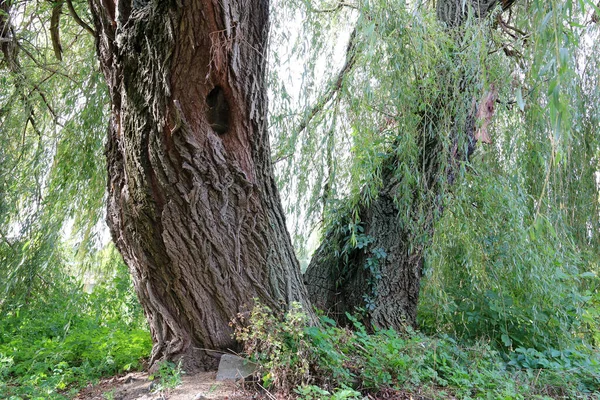 Huge Old Willow Tree Bank River — Stock Photo, Image