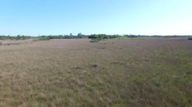 Hava büyük servi Ulusal koru