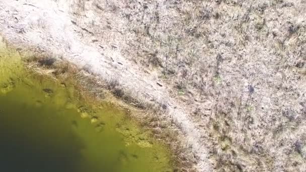 Aérea de arriba hacia abajo de parte de los Everglades — Vídeo de stock