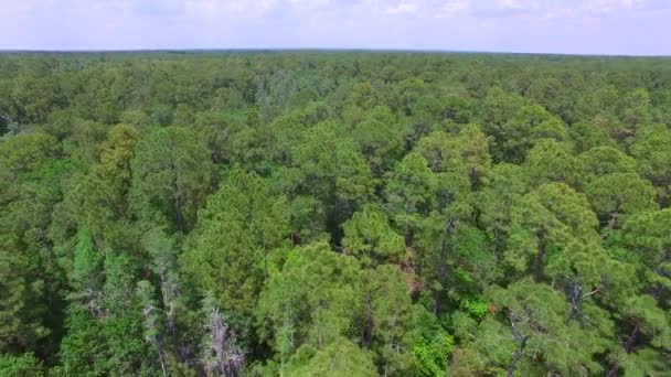 重く樹木が茂った森林のアンテナ — ストック動画