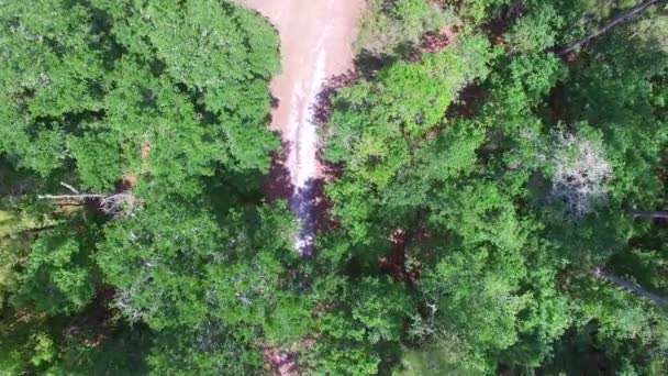 Aérea de bosque fuertemente arbolado — Vídeo de stock