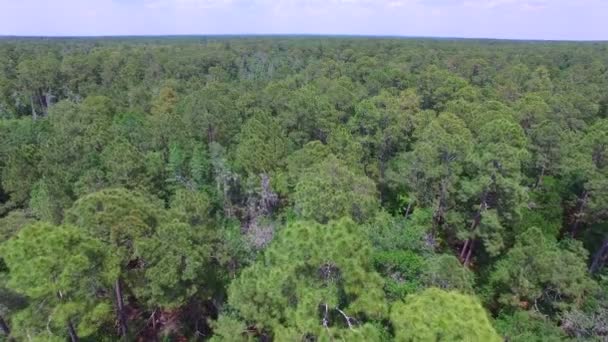 重く樹木が茂った森林のアンテナ — ストック動画
