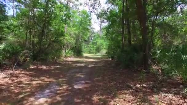 Antenn av tungt trädbevuxen skog — Stockvideo