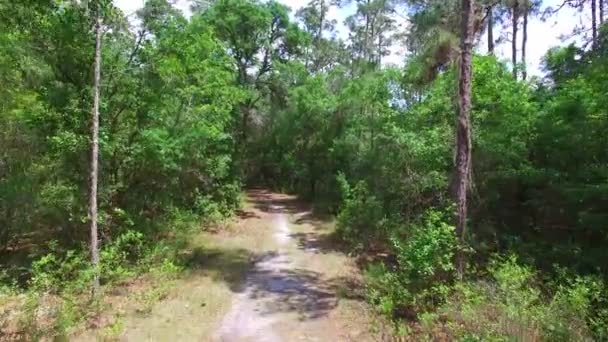 Antenn av tungt trädbevuxen skog — Stockvideo