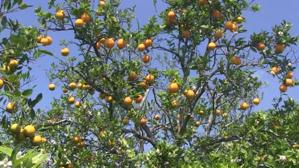 Апельсины Флориды — стоковое видео