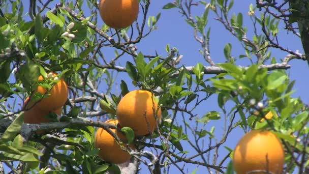 Orangen in Florida — Stockvideo