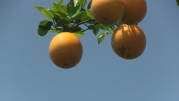 Sinaasappels in Florida — Stockvideo