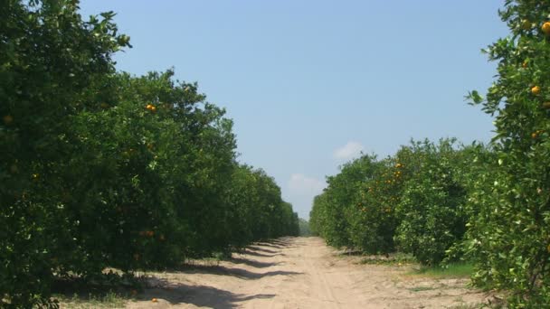 Appelsiner i Florida – stockvideo