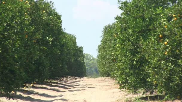 Sinaasappels in Florida — Stockvideo