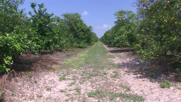 Central Florida portakal bahçesinde — Stok video