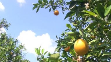 Central Florida portakal bahçesinde