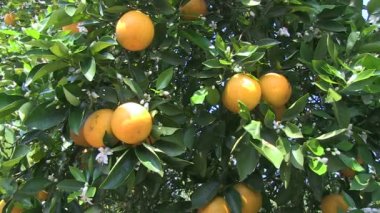 Central Florida portakal bahçesinde