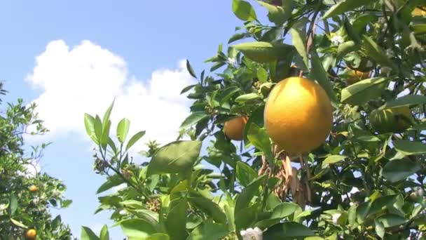 Apelsinlund i centrala Florida — Stockvideo