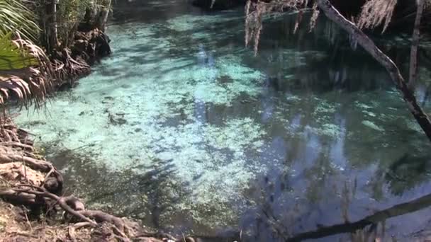 Three Sisters Spring in Florida — Stock Video