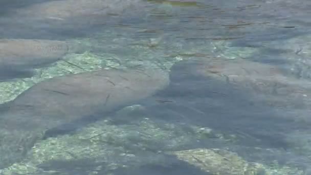 Group of manatees — Stock Video